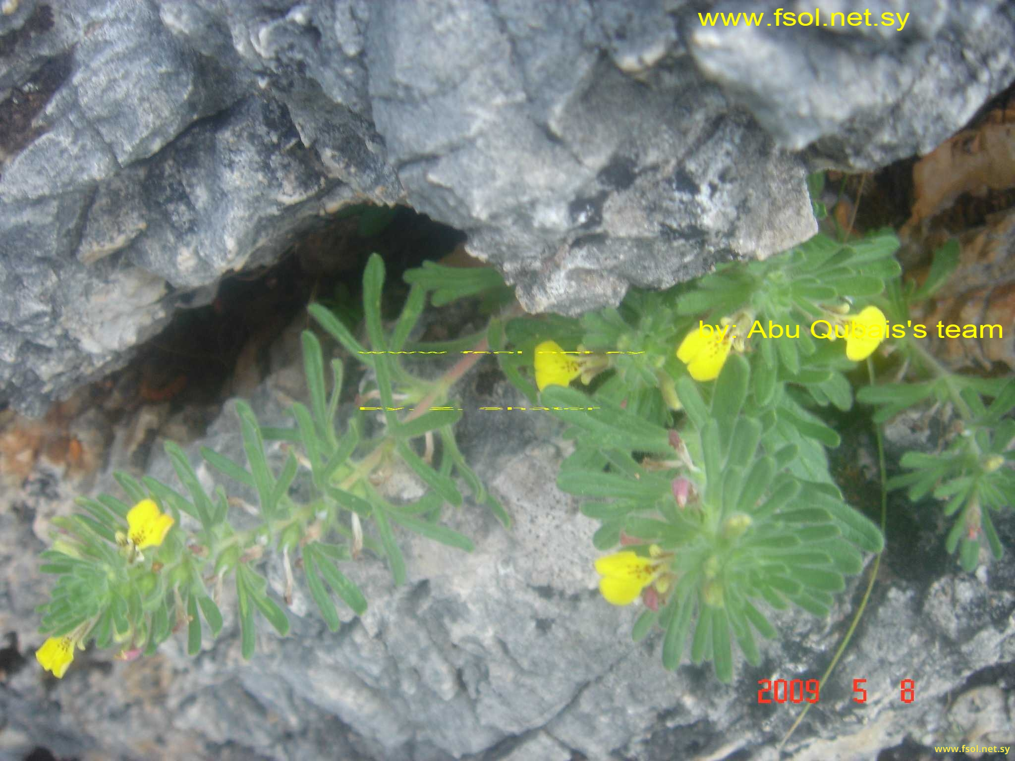 Ajuga tridactylites Ging. ex Benth.